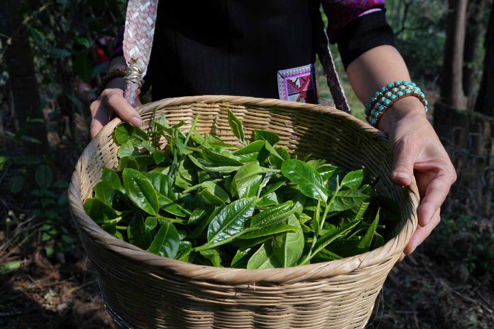 溯源 | 古树茶与台地茶之区别